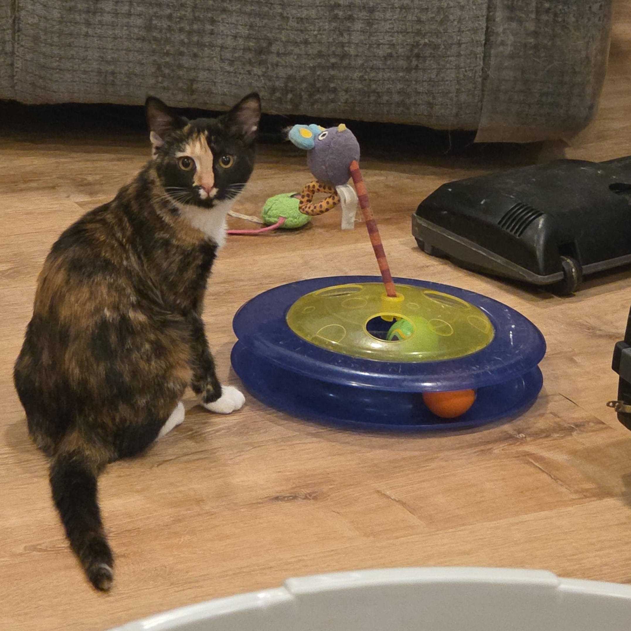 Soba, ADOPTABLE, Young Female Tortoiseshell & Calico.