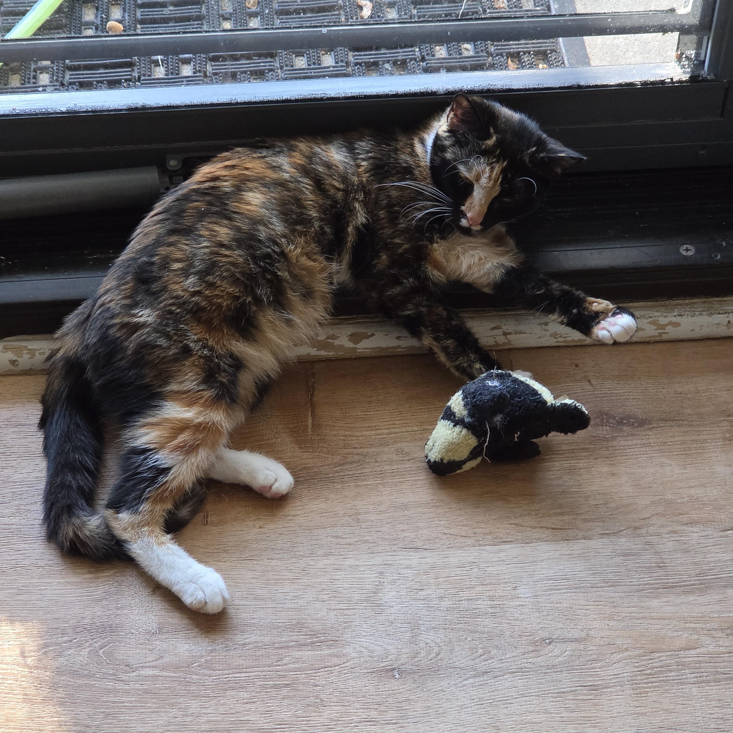 Enlarge Soba, a ADOPTABLE mixed breed in Palisades Park, NJ image 2/6