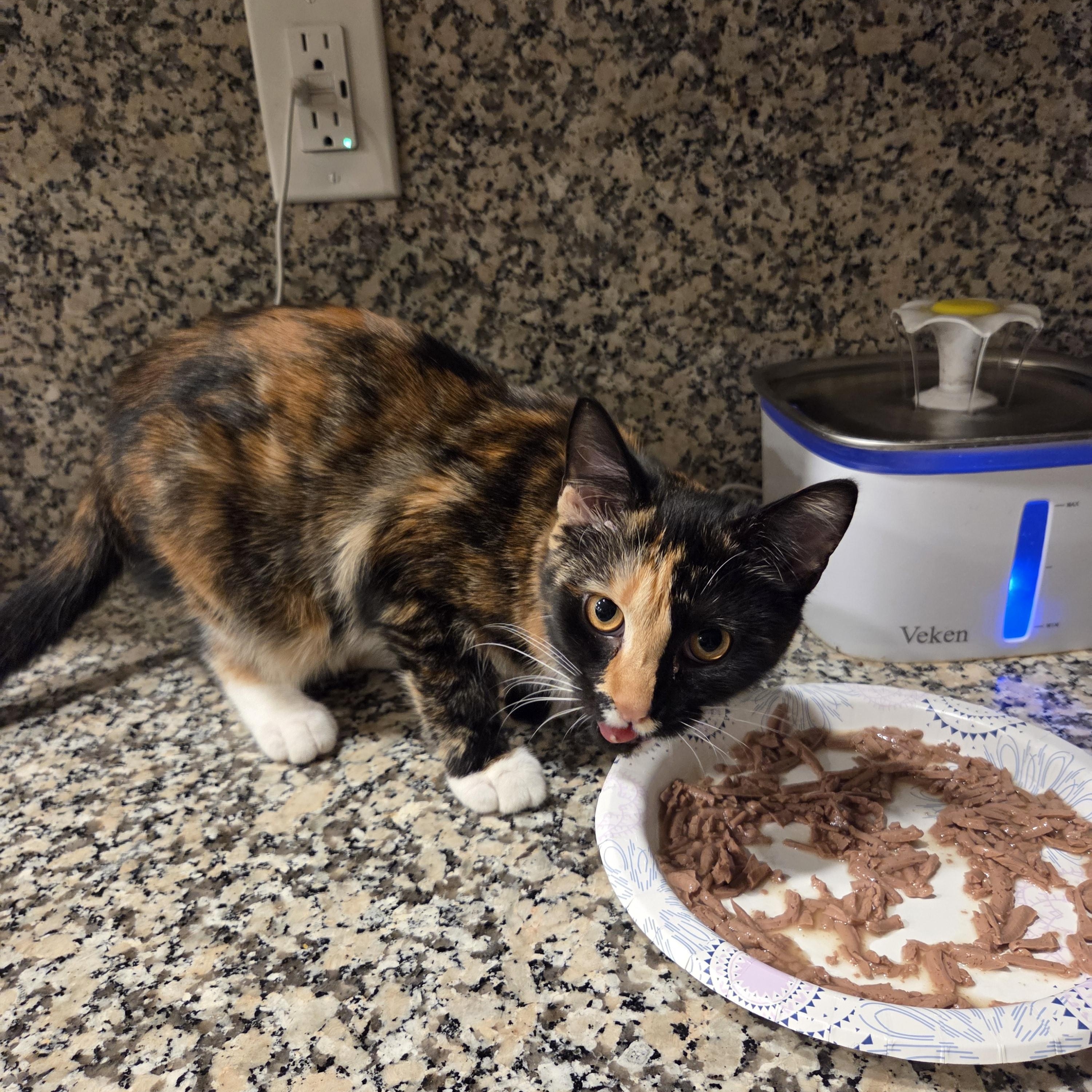 Enlarge Soba, a ADOPTABLE mixed breed in Palisades Park, NJ image 5/6