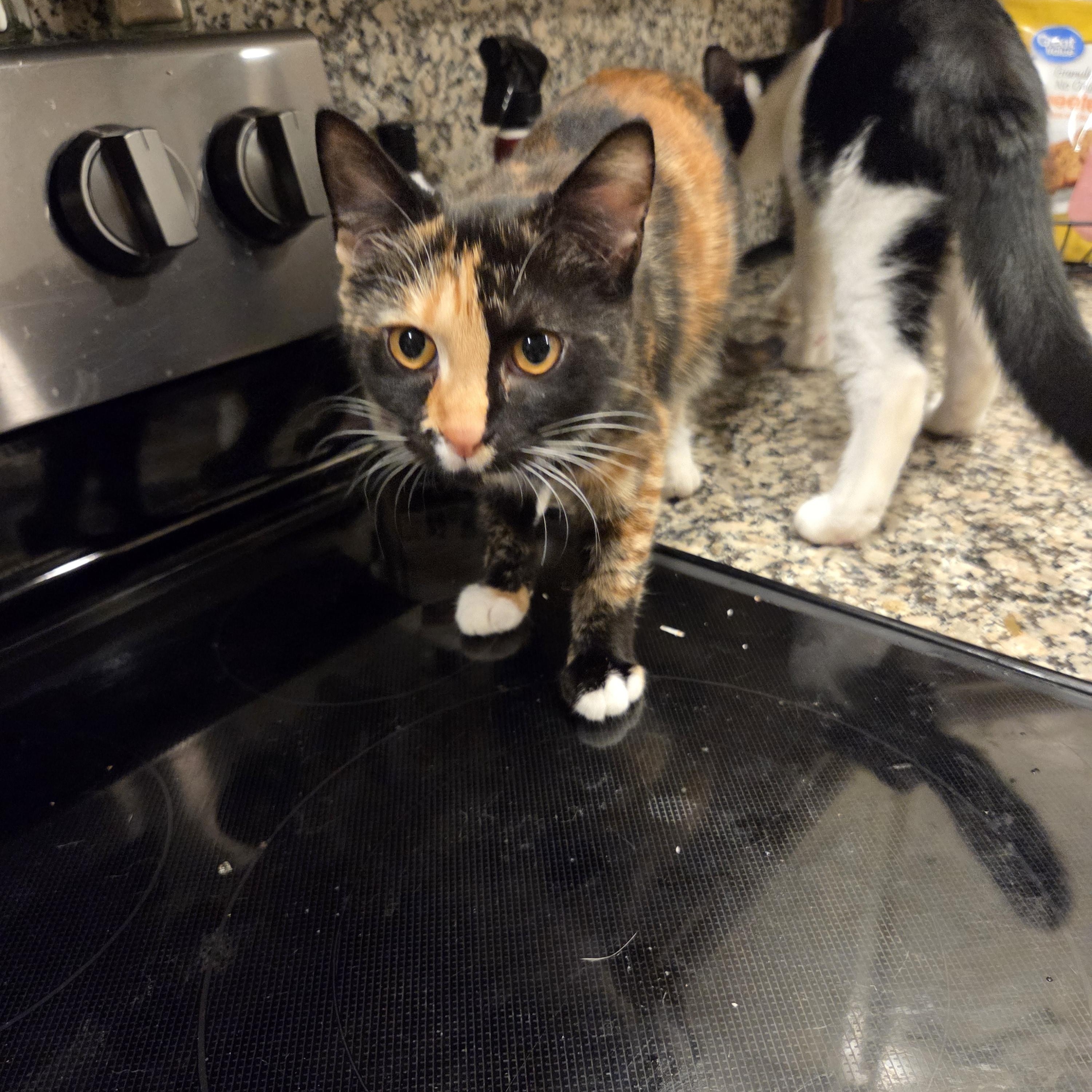 Enlarge Soba, a ADOPTABLE mixed breed in Palisades Park, NJ image 4/6