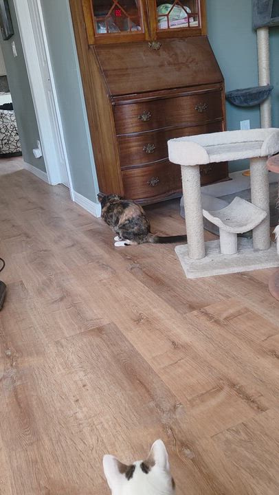 Enlarge Soba, a ADOPTABLE mixed breed in Palisades Park, NJ video 6/6