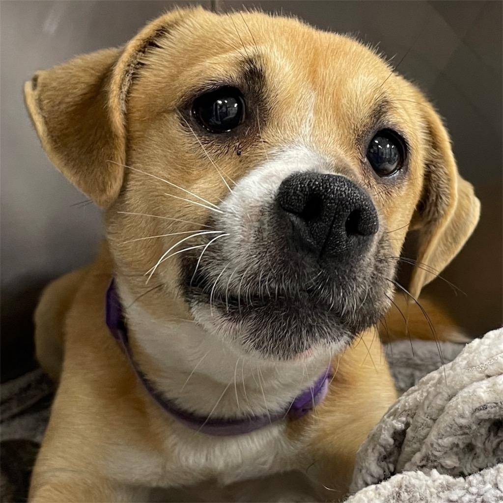 Asia, Adoptable, Adult Female Boxer & Mixed Breed.