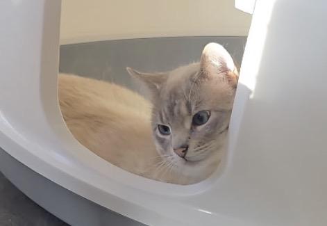 Enlarge Chai (aka Pudgy)-Pet Valu Port Credit, a ADOPTABLE Domestic Short Hair in Mississauga, ON image 4/6