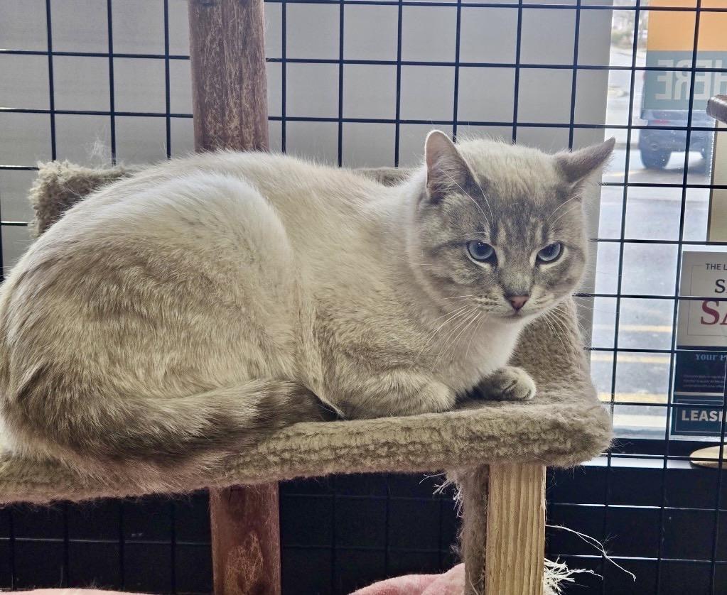 Chai (aka Pudgy)-Pet Valu Port Credit, ADOPTABLE, Young Male Domestic Short Hair.