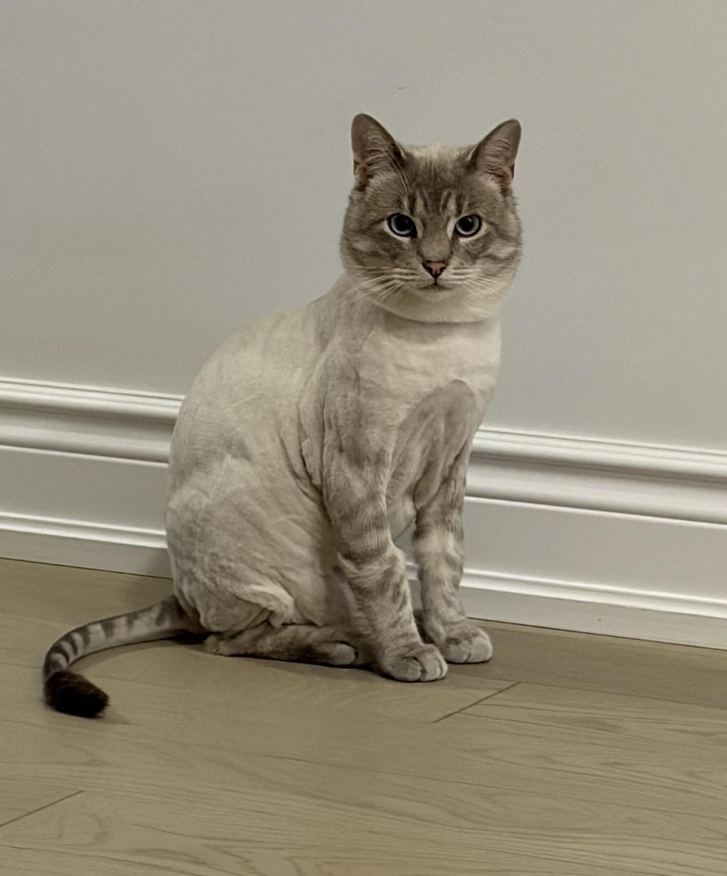 Enlarge Chai (aka Pudgy)-Pet Valu Port Credit, a ADOPTABLE Domestic Short Hair in Mississauga, ON image 5/6