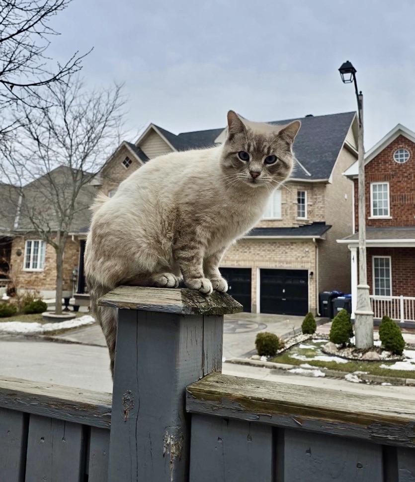 Enlarge Chai (aka Pudgy)-Pet Valu Port Credit, a ADOPTABLE Domestic Short Hair in Mississauga, ON image 3/6