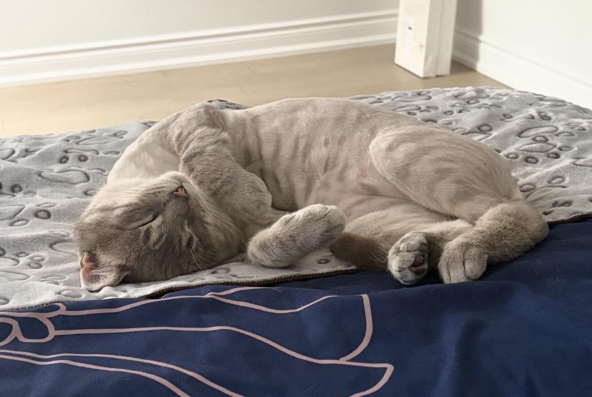 Enlarge Chai (aka Pudgy)-Pet Valu Port Credit, a ADOPTABLE Domestic Short Hair in Mississauga, ON image 2/6