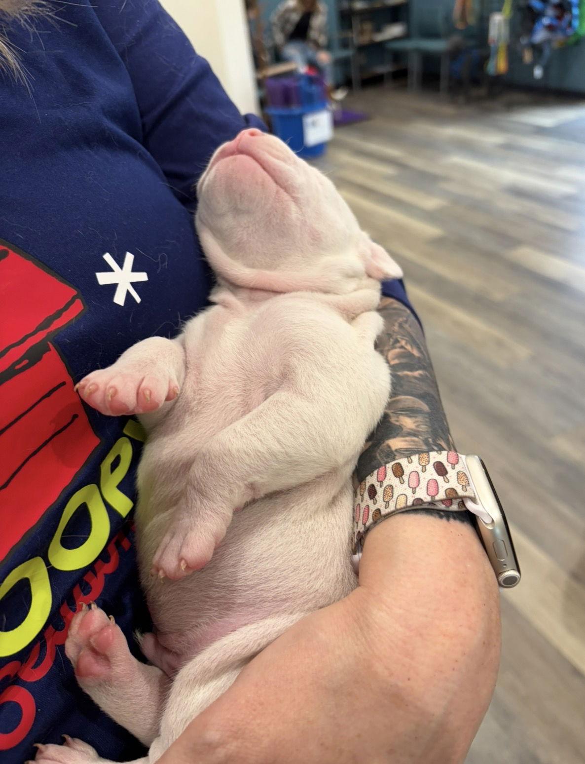 Enlarge Casper, a Adopted American Staffordshire Terrier in Blairsville, GA image 1/1
