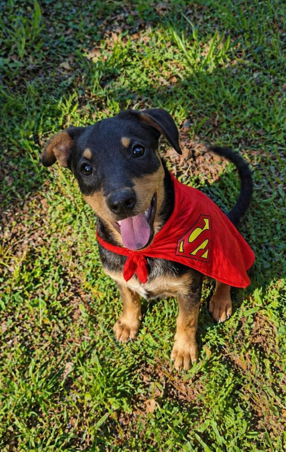 CROUTON, Adoptable, Puppy Male Border Collie & Labrador Retriever.
