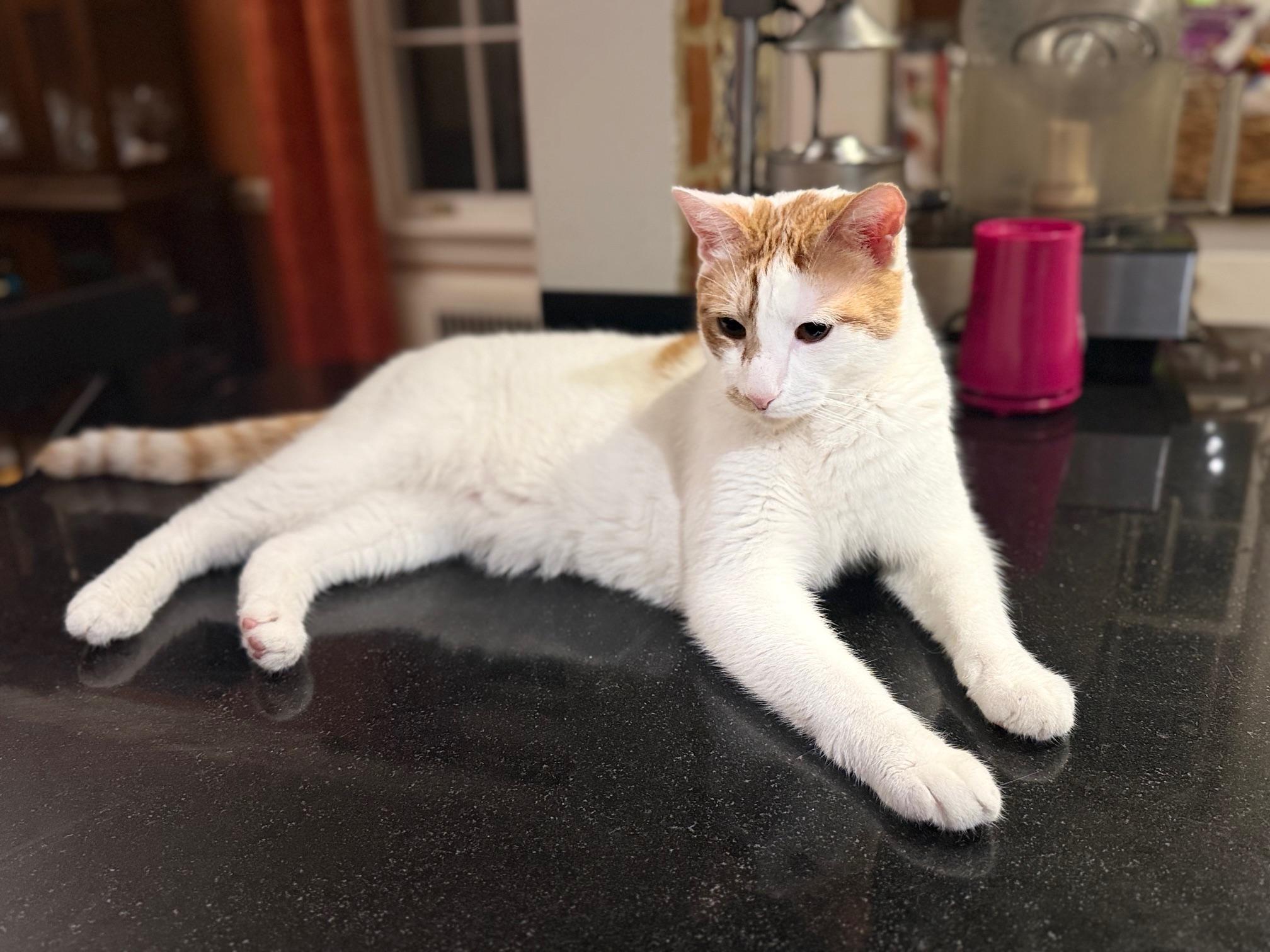 Bramble, a Adoptable Domestic Short Hair in Fairfax, VA image 1/6