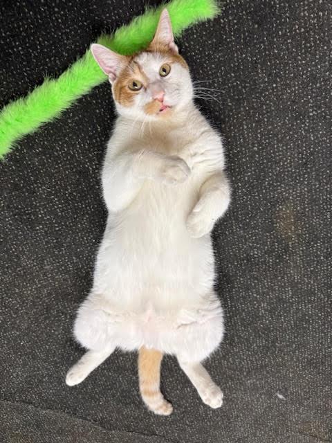 Bramble, a Adoptable Domestic Short Hair in Fairfax, VA image 4/6