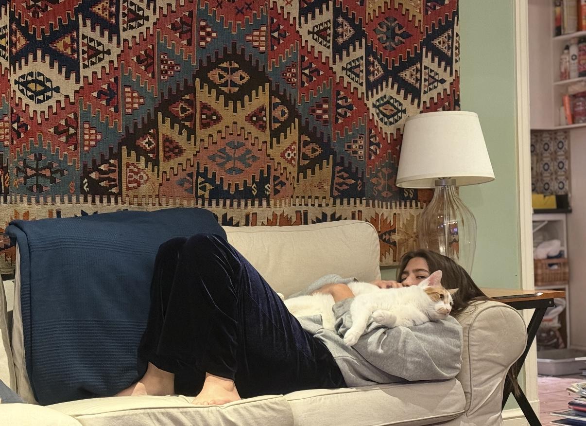 Bramble, a Adoptable Domestic Short Hair in Fairfax, VA image 3/6