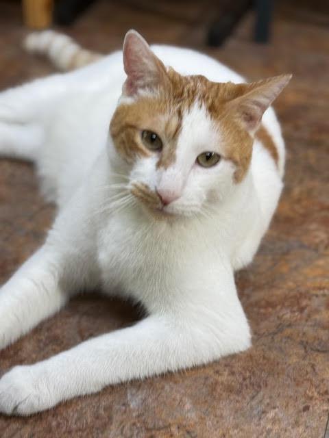 Bramble, a Adoptable Domestic Short Hair in Fairfax, VA image 5/6