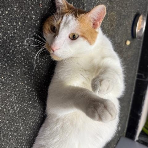 Bramble, a Adoptable Domestic Short Hair in Fairfax, VA image 6/6