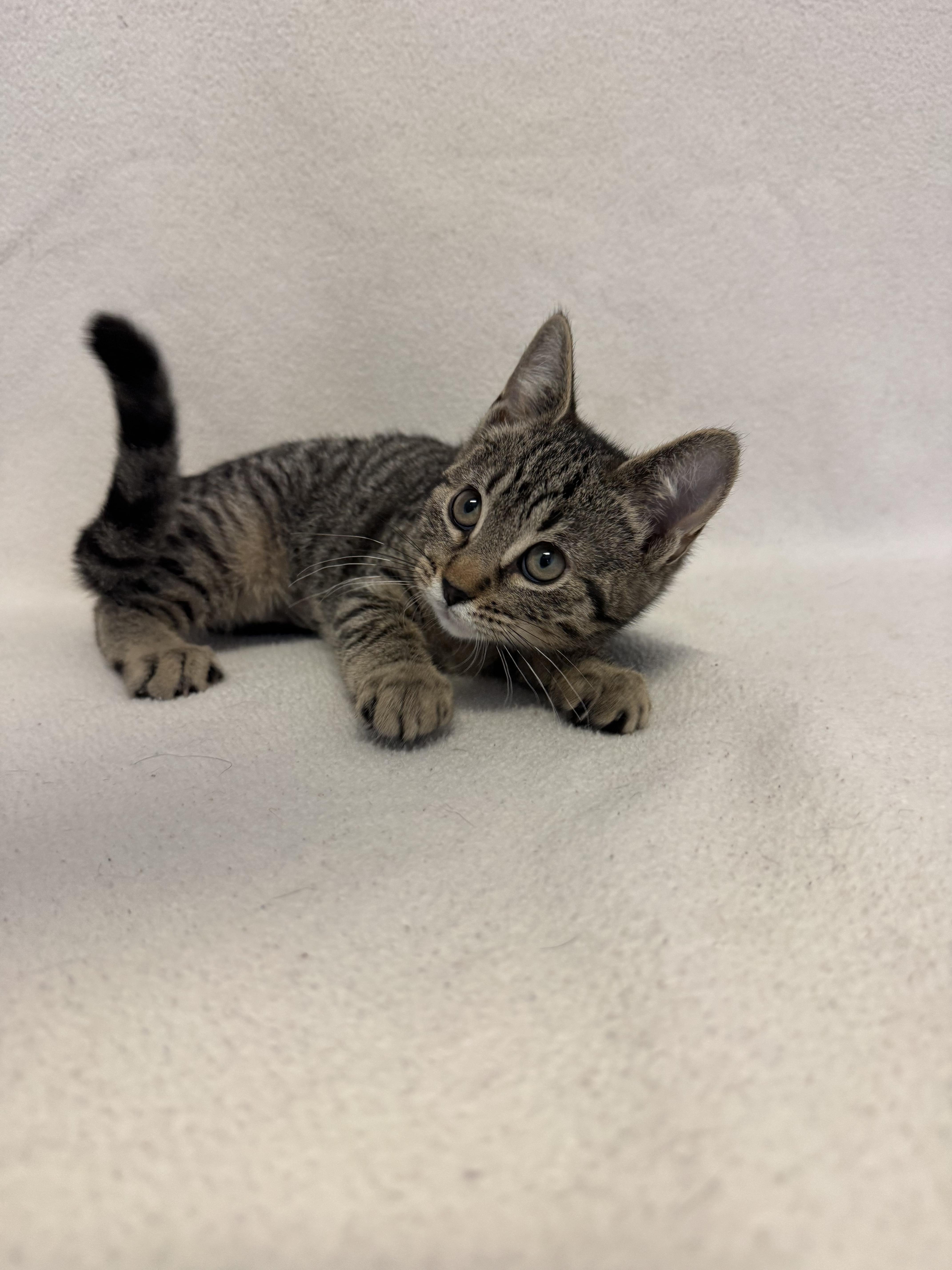 Odelia, ADOPTABLE, Young Female Domestic Short Hair.