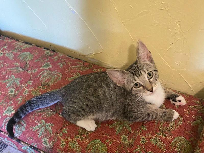 Porcha, Adoptable, Kitten Female Domestic Short Hair.