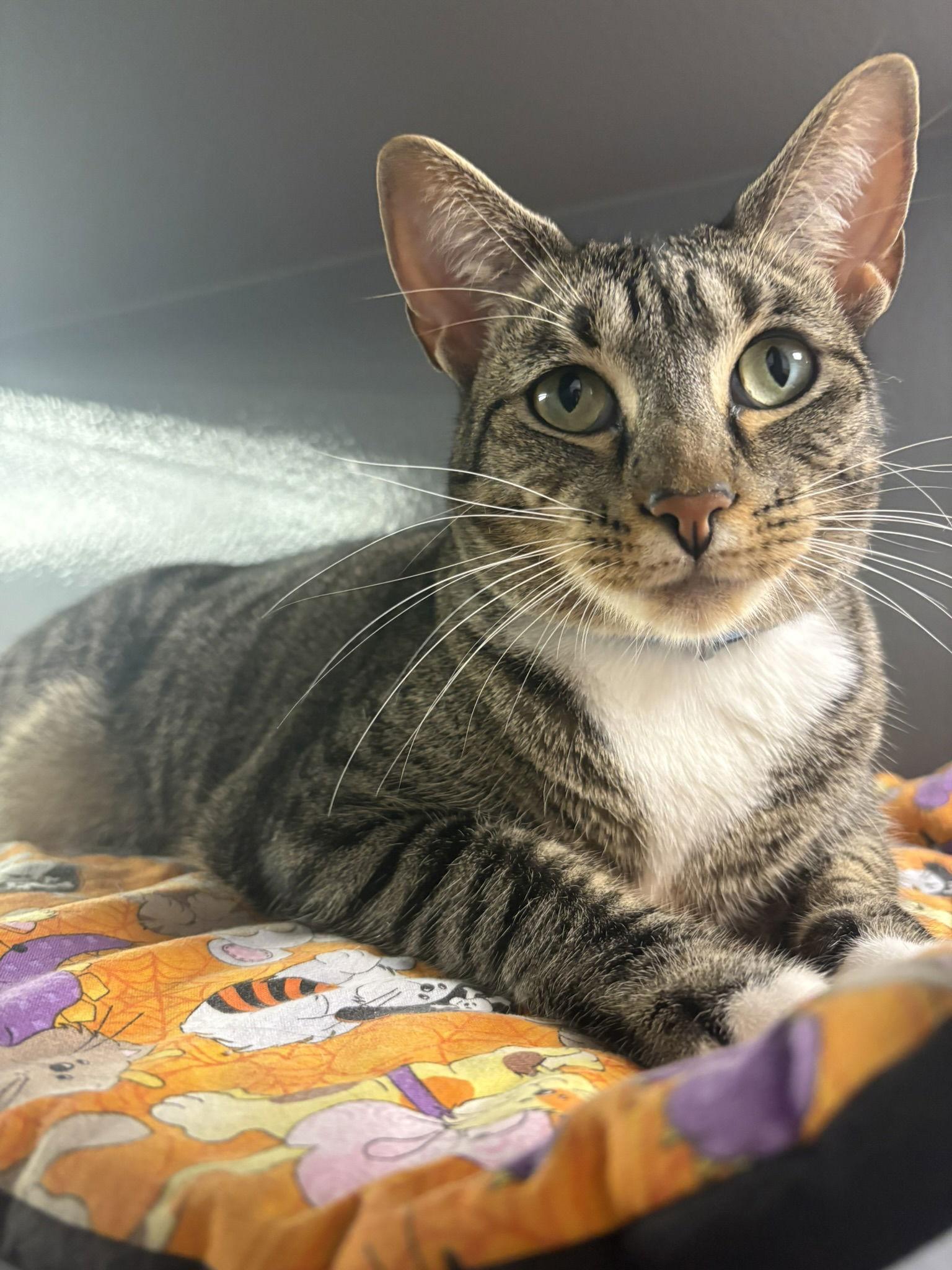 Enlarge Porcha, a Adoptable Domestic Short Hair in Prosper, TX image 2/3