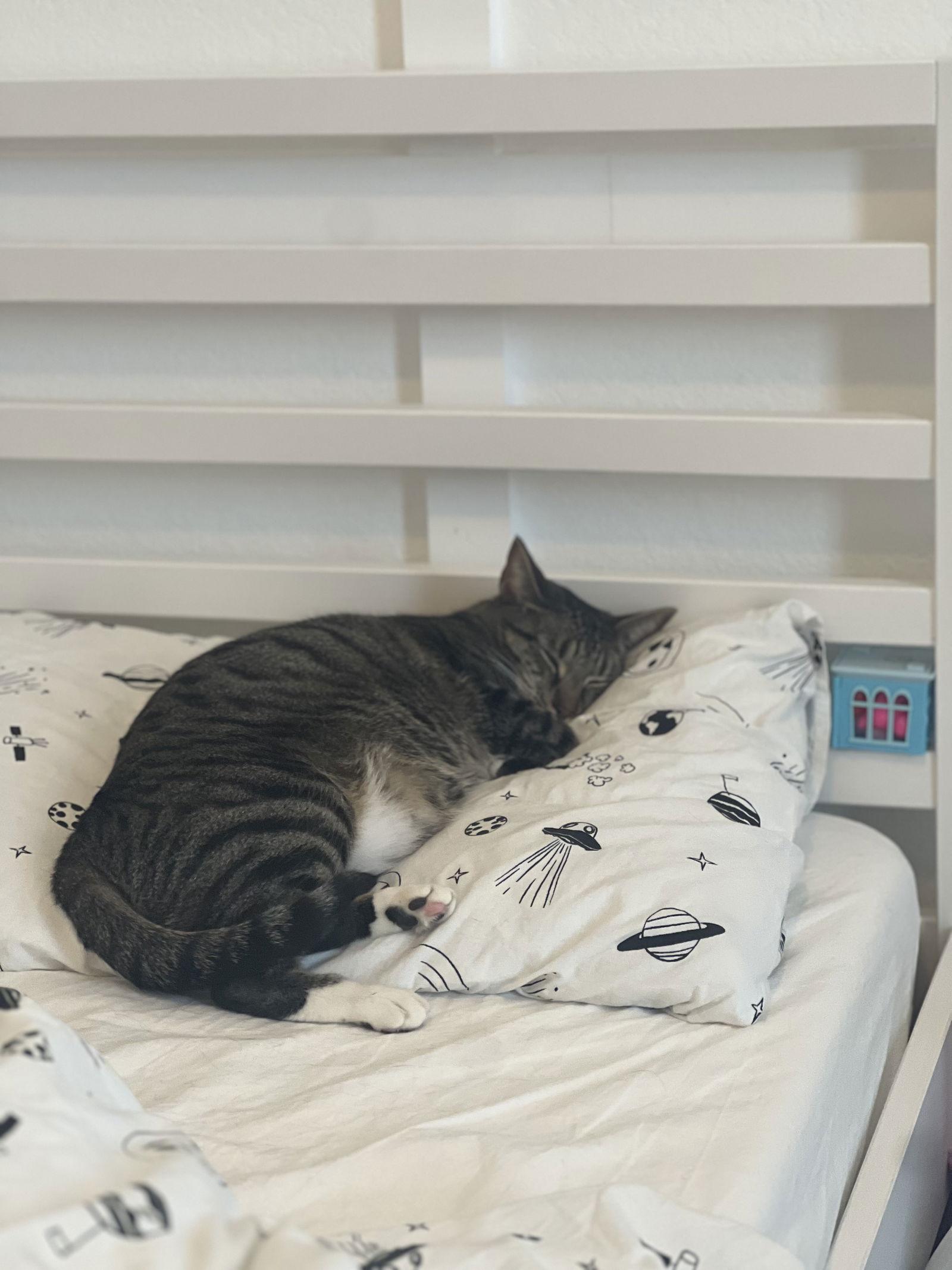 Enlarge Porcha, a Adoptable Domestic Short Hair in Prosper, TX image 3/3