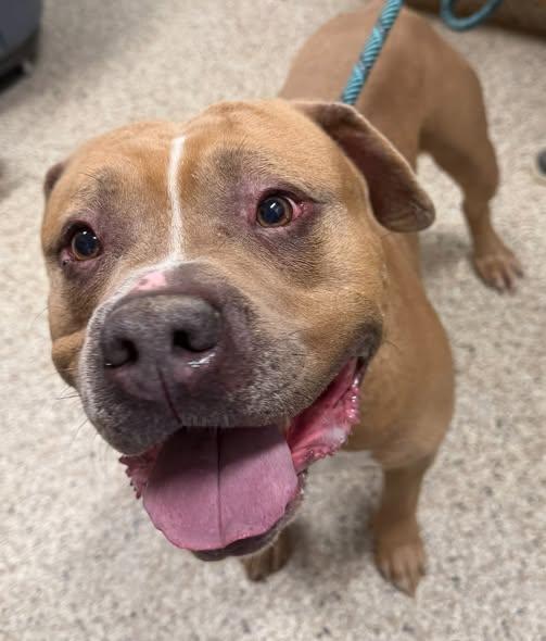 Enlarge Scrappy, a ADOPTABLE mixed breed in Yorkville, IL image 1/1