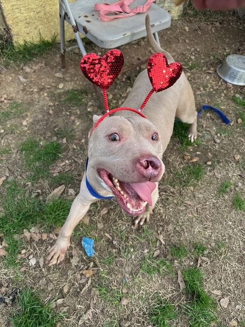 Cyrano — thumbnail 2