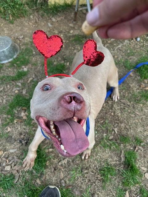 Cyrano — thumbnail 3