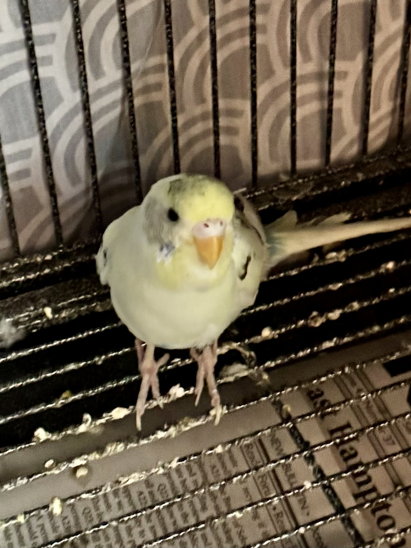 Parakeet for adoption Delfie, a Parakeet (Other) in Andover, CT