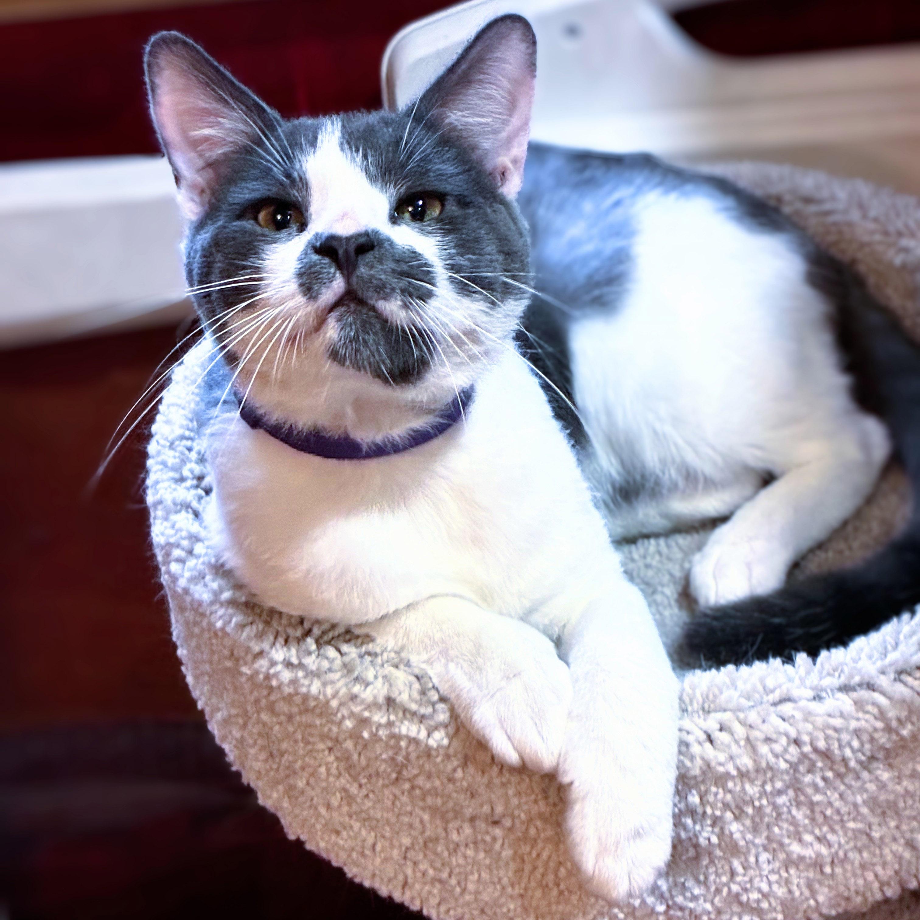 Enlarge Smoky, a Adopted Domestic Short Hair in Chicago, IL image 2/5