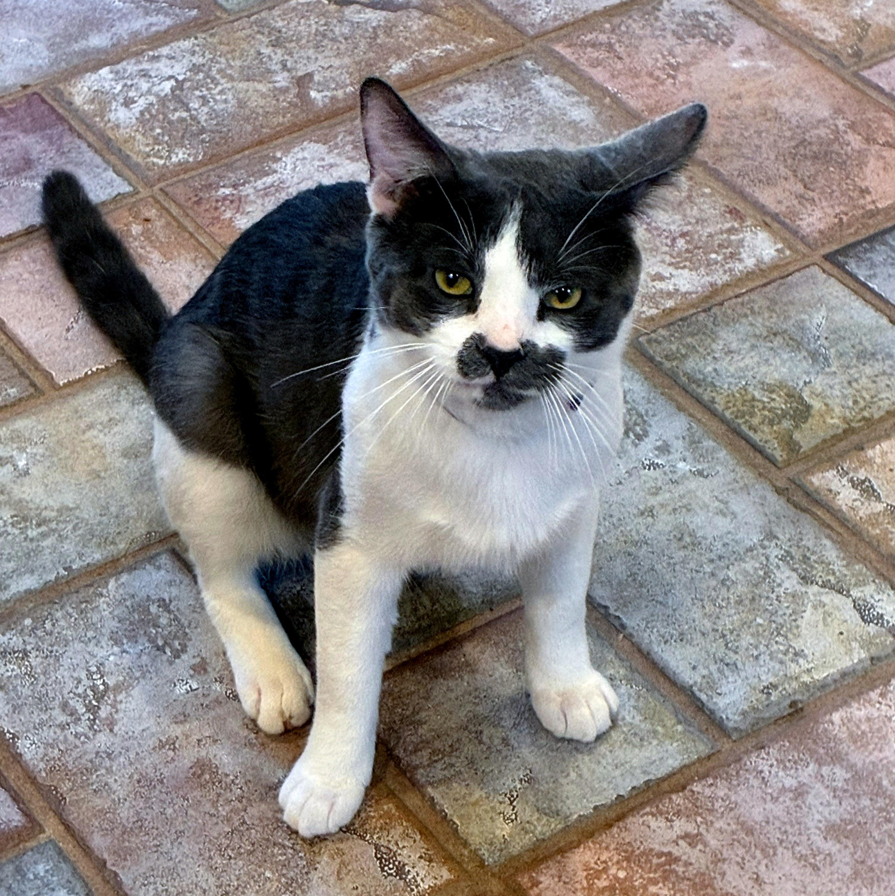 Enlarge Smoky, a Adopted Domestic Short Hair in Chicago, IL image 4/5