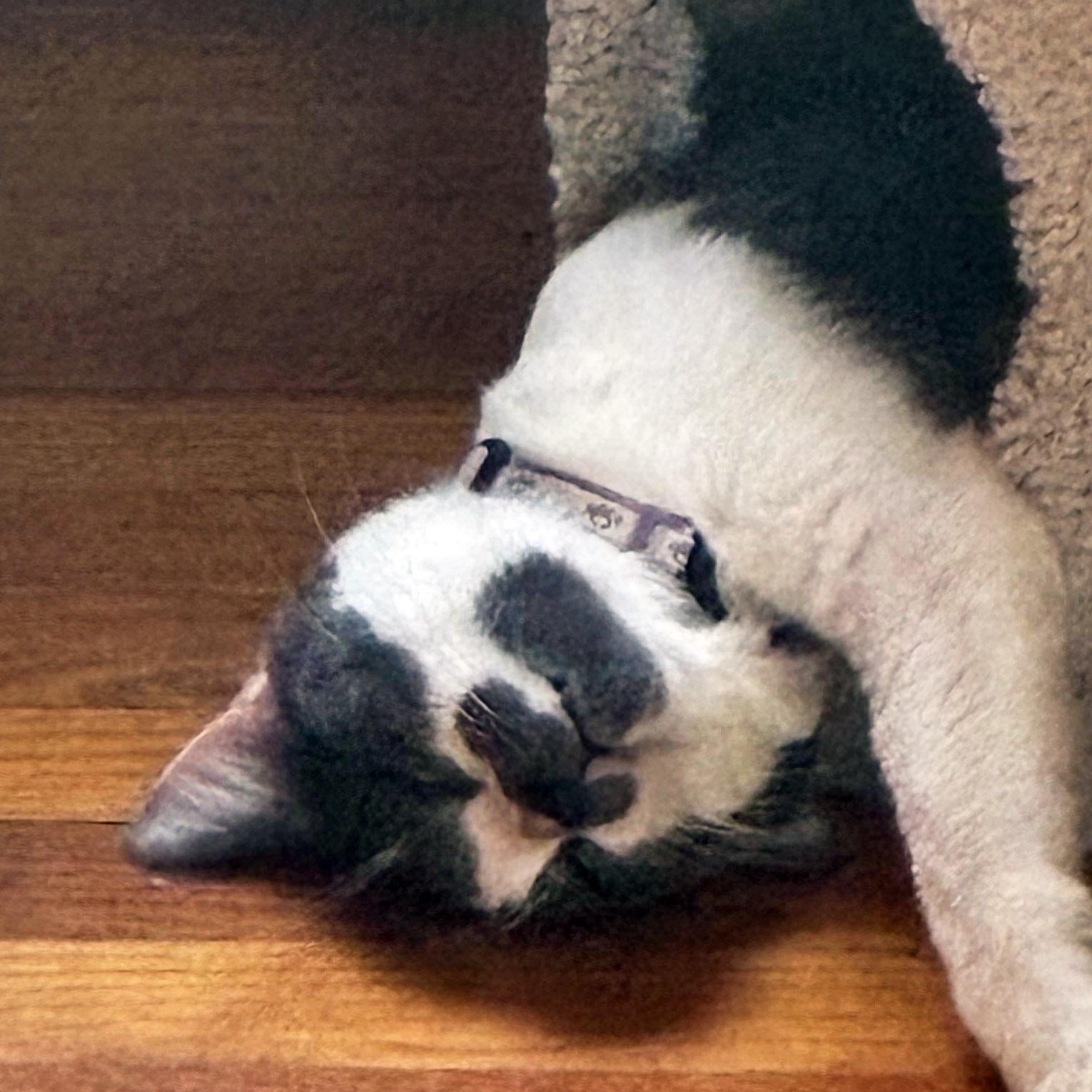 Enlarge Smoky, a Adopted Domestic Short Hair in Chicago, IL image 5/5