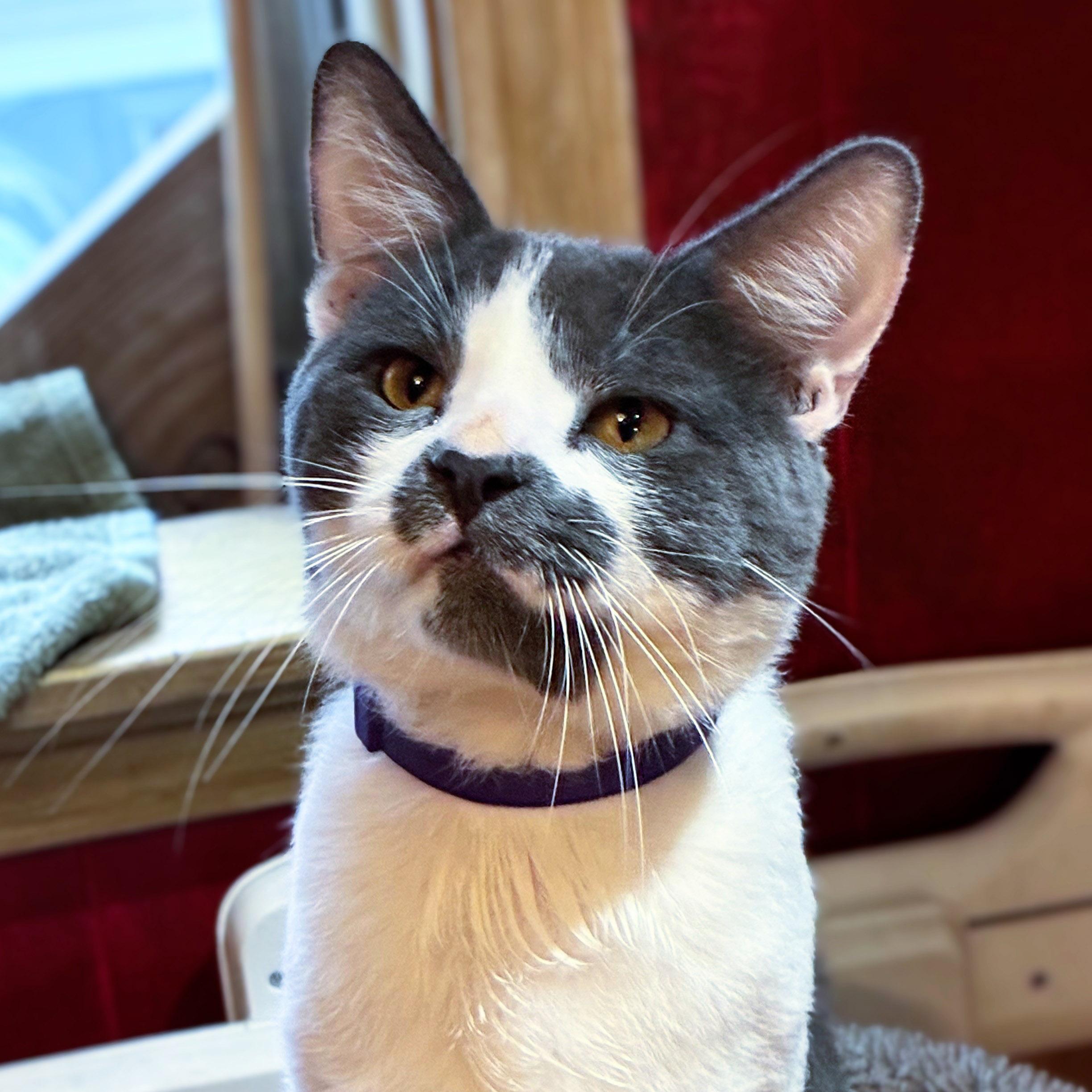 Enlarge Smoky, a Adopted Domestic Short Hair in Chicago, IL image 1/5