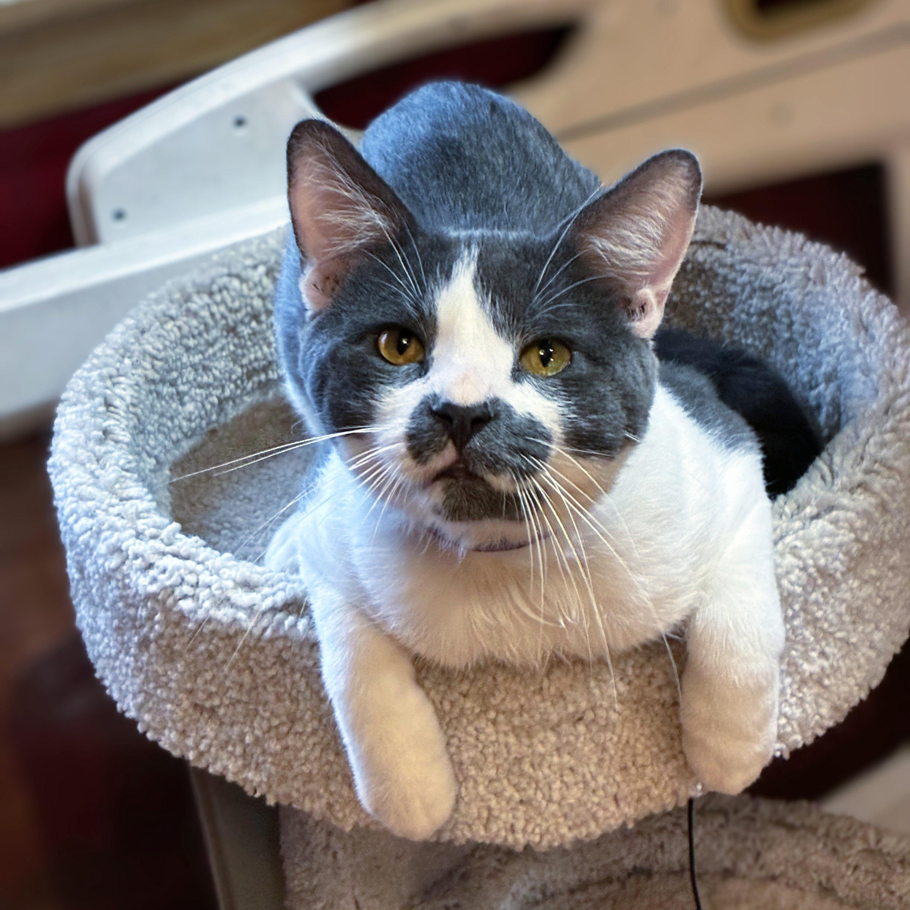 Enlarge Smoky, a Adopted Domestic Short Hair in Chicago, IL image 3/5