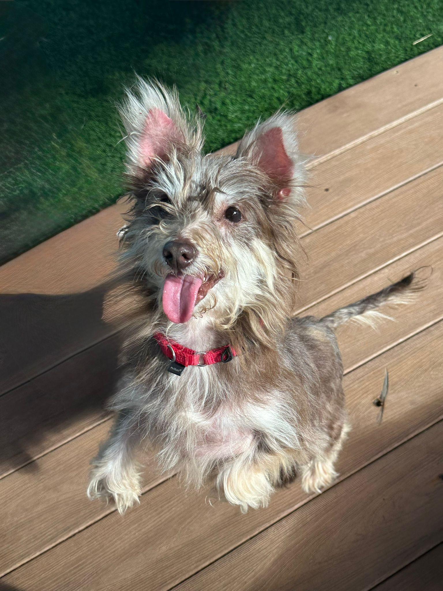 Enlarge Sarabi, a Adoptable mixed breed in Brooklyn, NY image 1/4