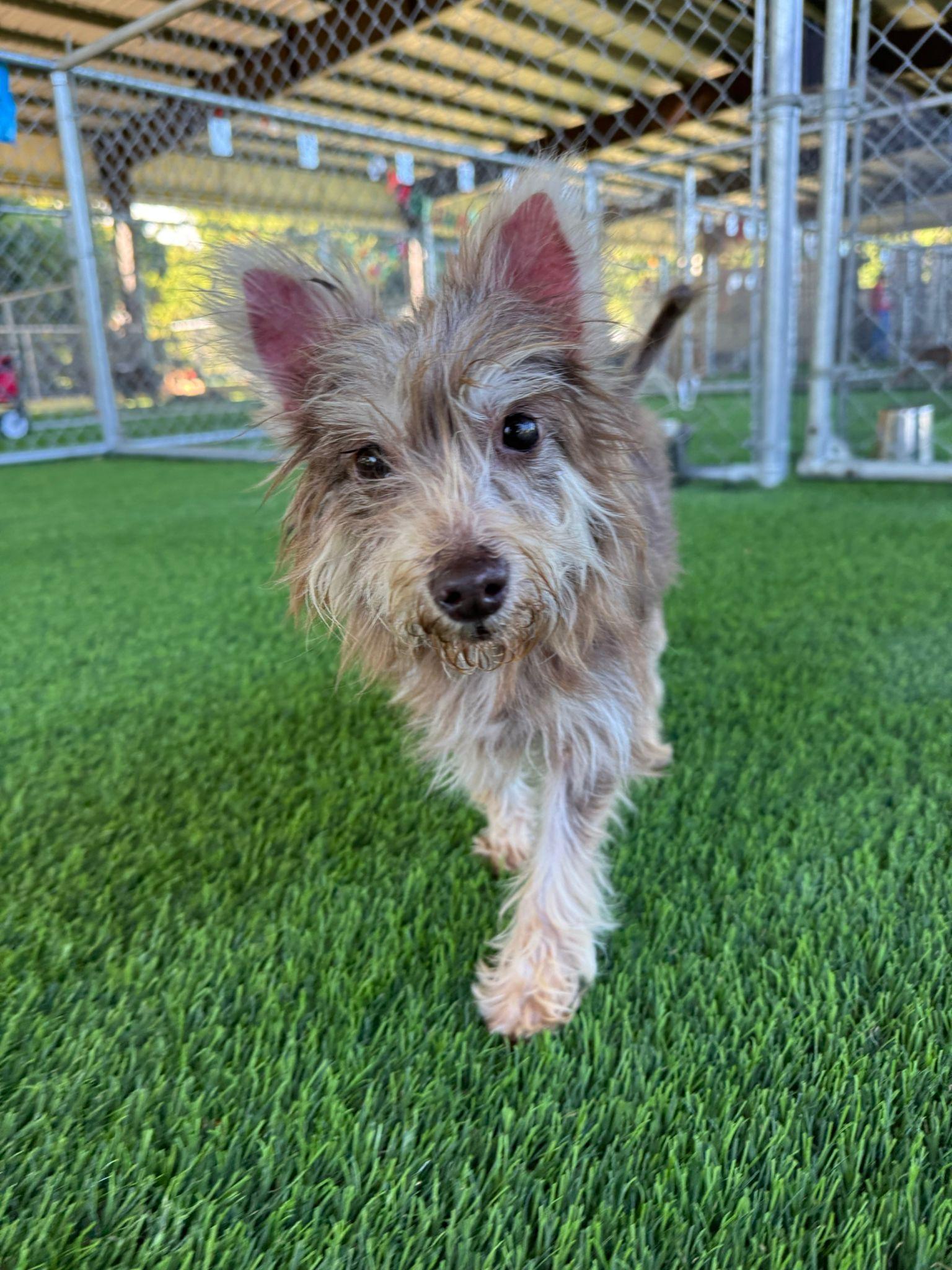 Enlarge Sarabi, a Adoptable mixed breed in Brooklyn, NY image 2/4