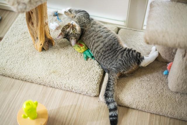 Tilly, Adoptable, Adult Female Domestic Short Hair.