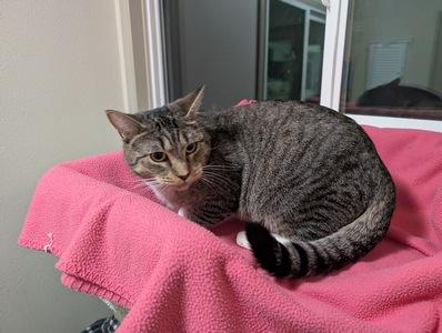Tilly, a Adoptable Domestic Short Hair in Portland, OR image 1/2