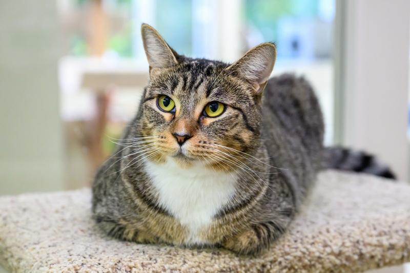 Enlarge Tilly, a Adoptable Domestic Short Hair in Portland, OR image 2/6