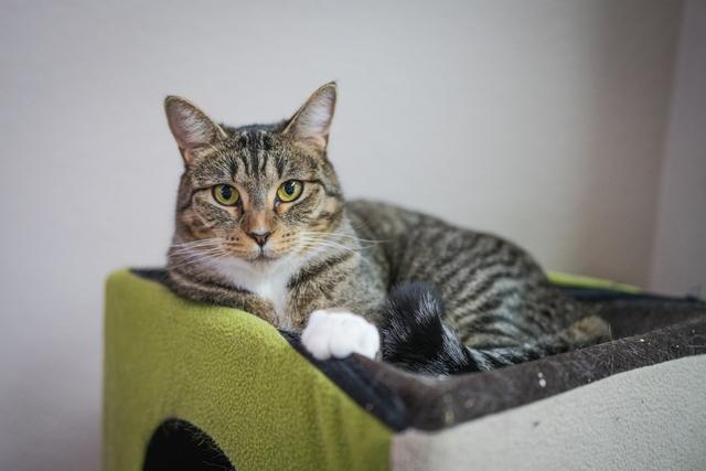 Enlarge Tilly, a Adoptable Domestic Short Hair in Portland, OR image 3/6