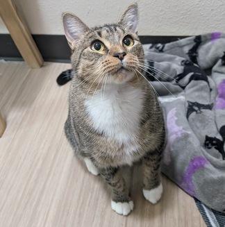 Tilly, a Adoptable Domestic Short Hair in Portland, OR image 2/2