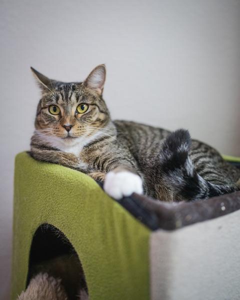Enlarge Tilly, a Adoptable Domestic Short Hair in Portland, OR image 5/6