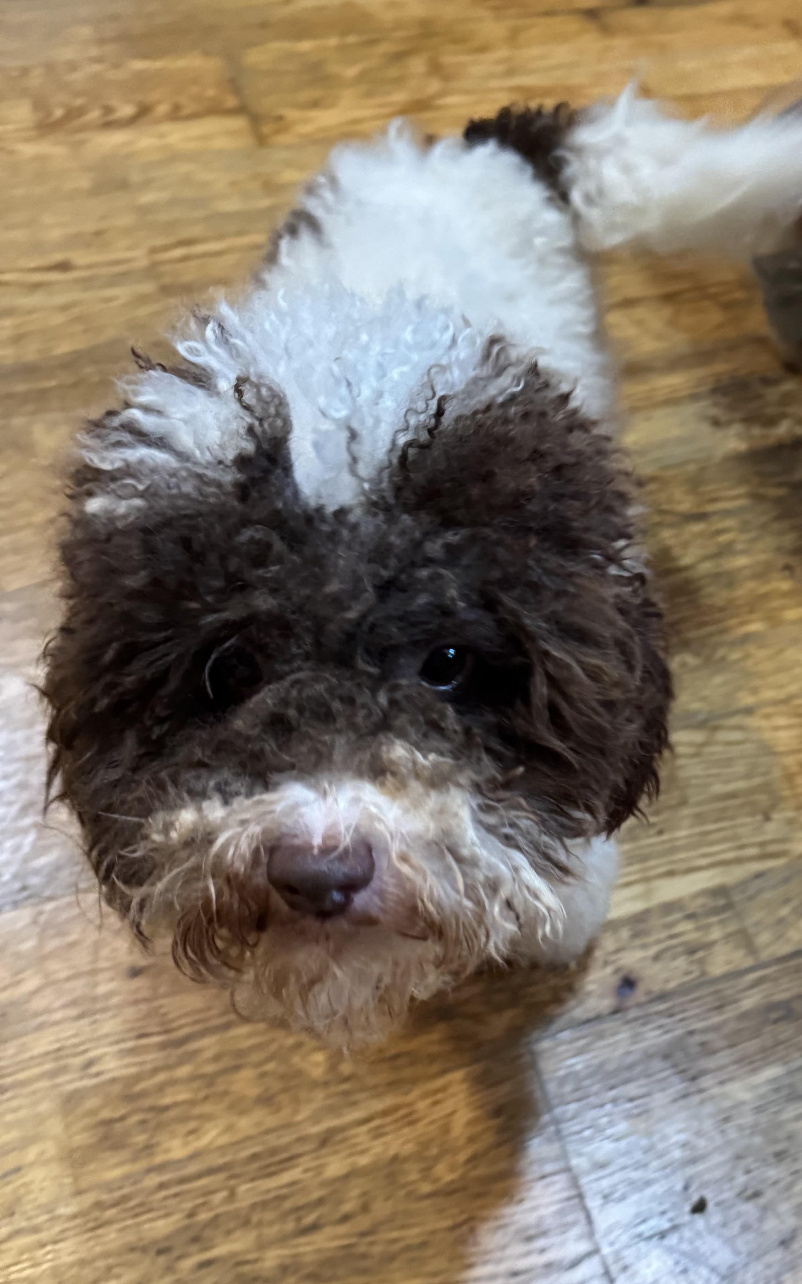 Enlarge Duke, an adopted Miniature Poodle in Glenwood City, WI image 3/5