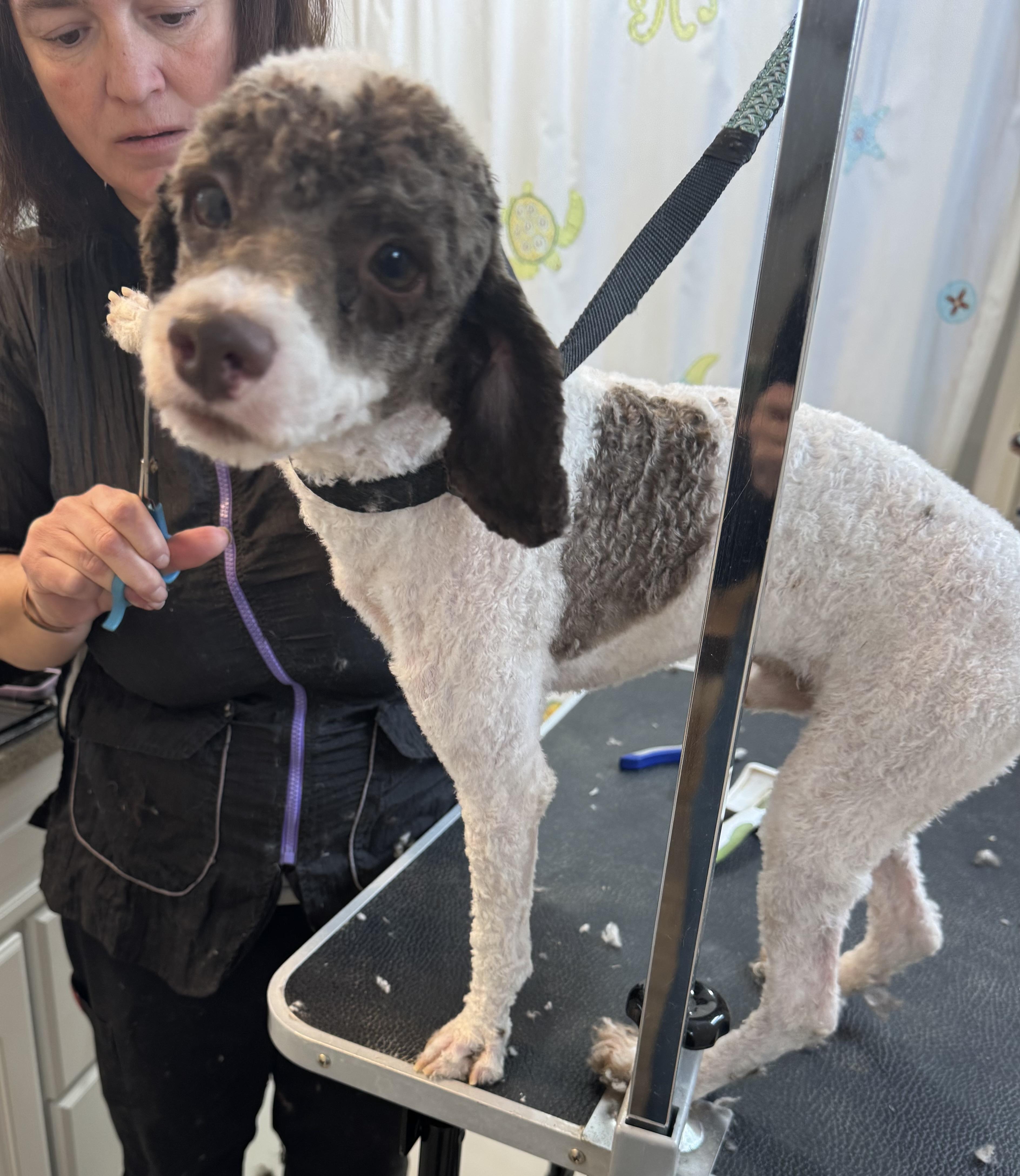 Enlarge Duke, an adopted Miniature Poodle in Glenwood City, WI image 4/5