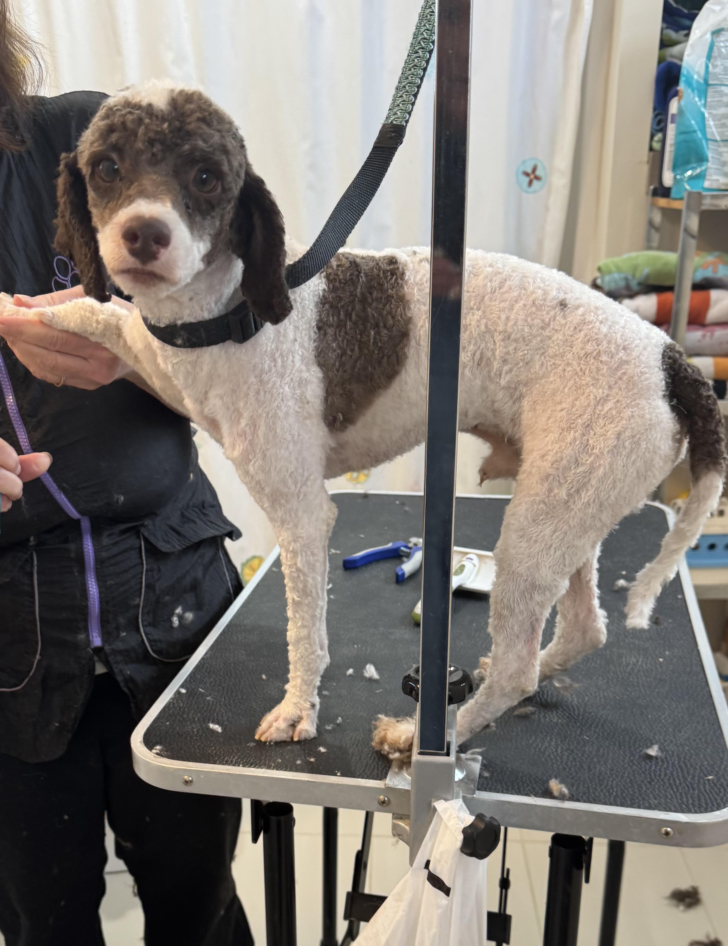 Enlarge Duke, an adopted Miniature Poodle in Glenwood City, WI image 5/5
