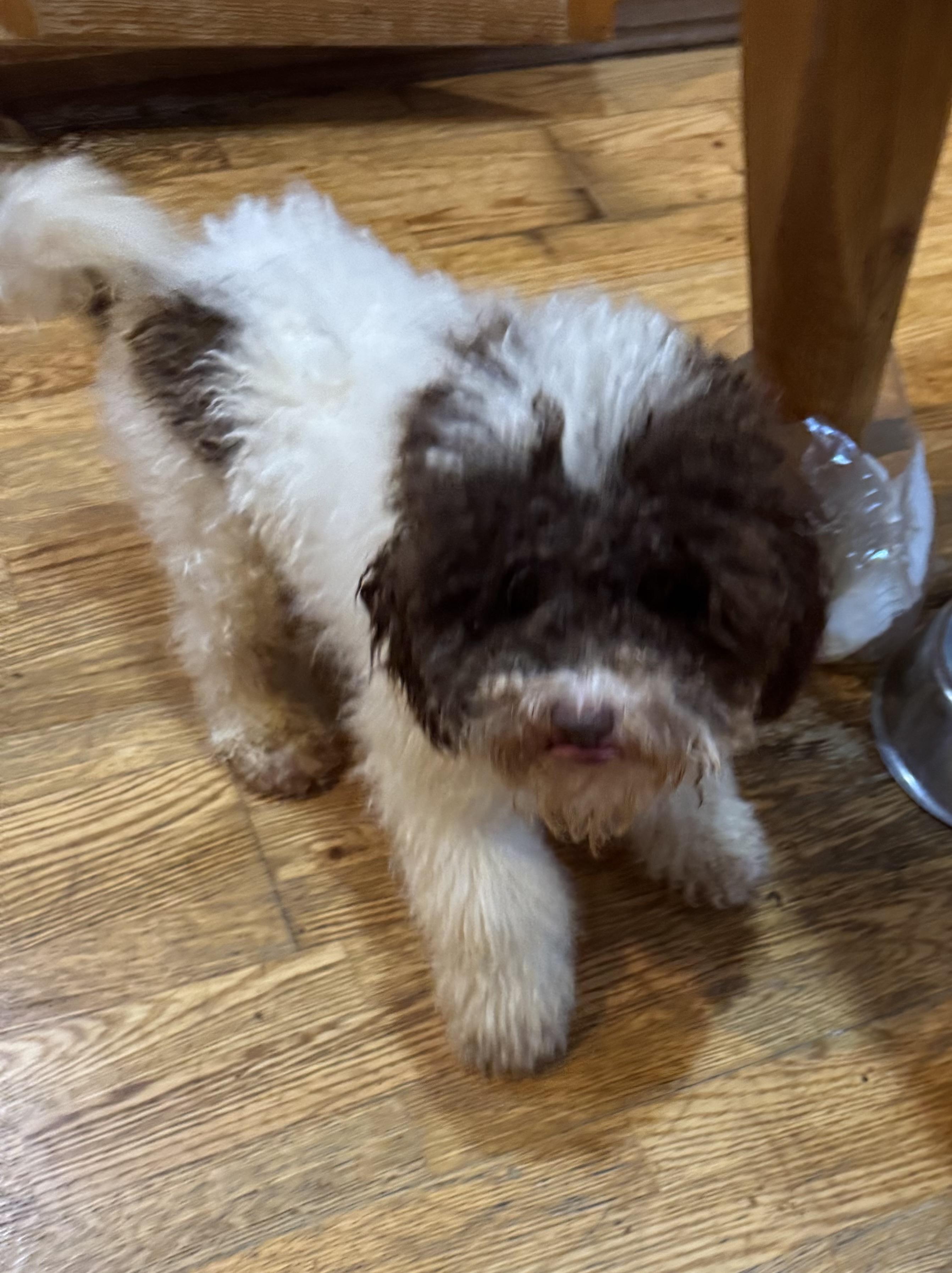 Enlarge Duke, an adopted Miniature Poodle in Glenwood City, WI image 1/5