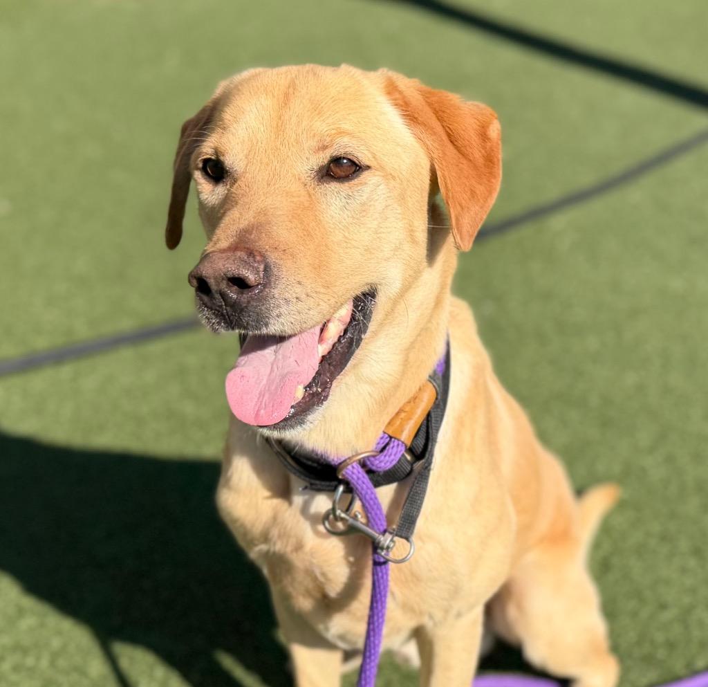 Gunner, Adoptable, Adult Male Labrador Retriever.
