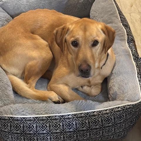 Enlarge Gunner, a Adoptable Labrador Retriever in Columbia, IL image 2/5