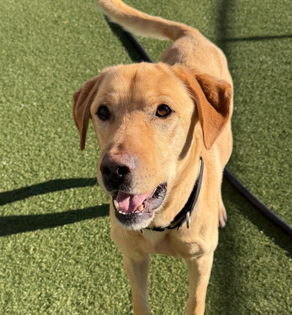 Enlarge Gunner, a Adoptable Labrador Retriever in Columbia, IL image 3/5