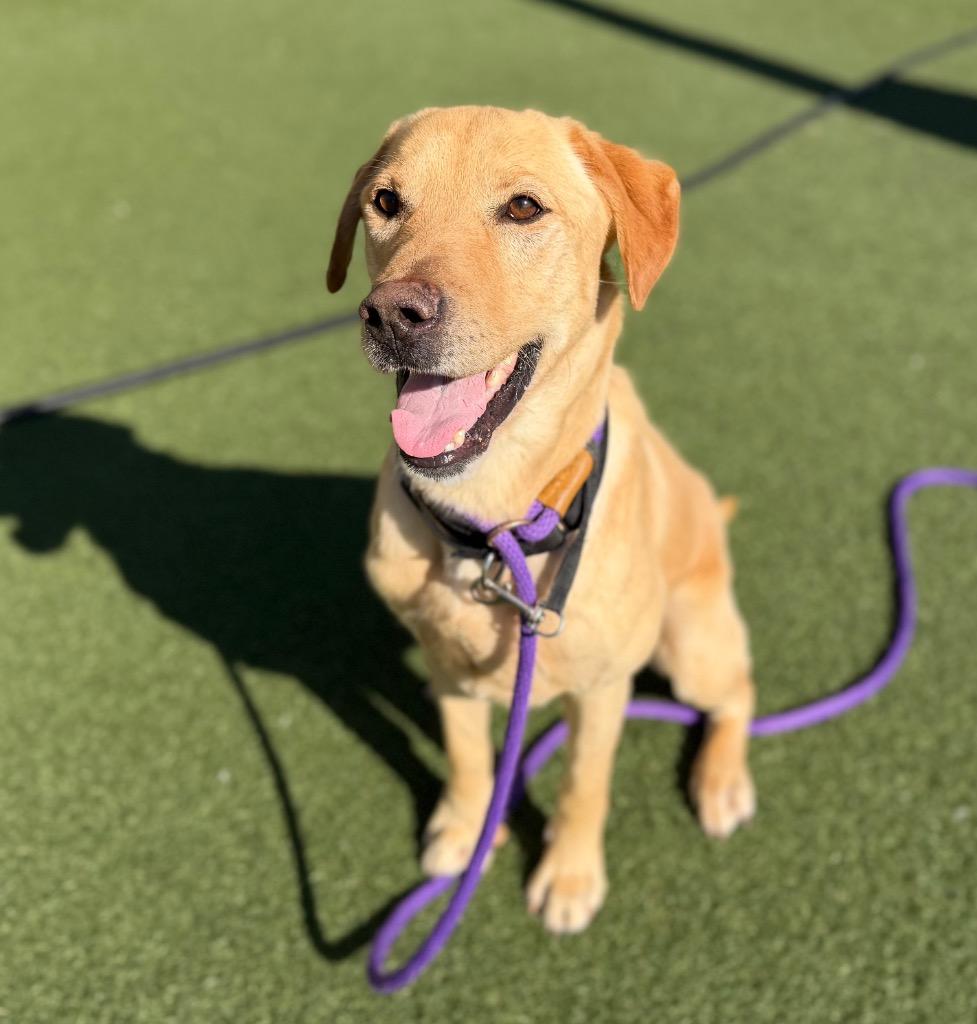 Enlarge Gunner, a Adoptable Labrador Retriever in Columbia, IL image 3/6