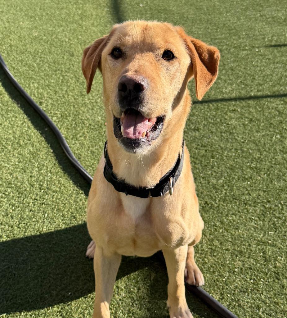 Enlarge Gunner, a Adoptable Labrador Retriever in Columbia, IL image 5/6