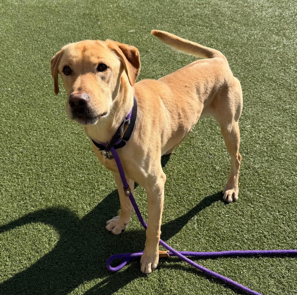 Gunner, a Adoptable Labrador Retriever in Columbia, IL image 3/6