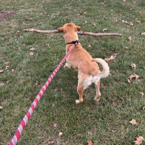 Enlarge Gunner, a Adoptable Labrador Retriever in Columbia, IL image 5/5